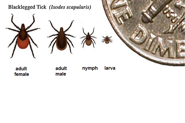 The 4 stages of a blacklegged tick