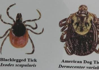 blacklegged tick and american dog tick