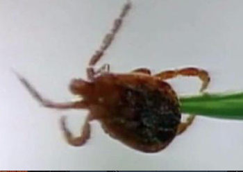 tick control done in fairfeild and westchester ny and ct