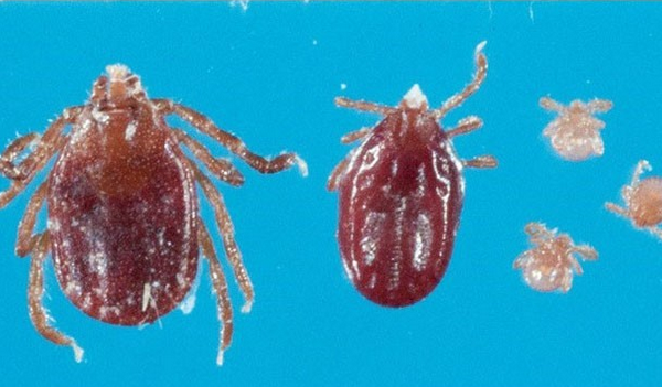 New Ticks in ct that were just founs
