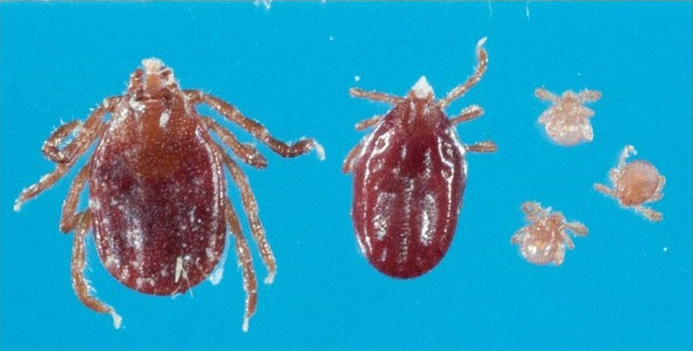 New Ticks in ct that were just founs